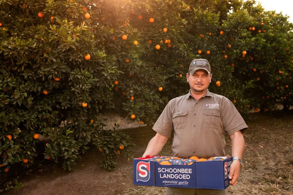 Pieter, a citrus grower in Citrusdal, holding a crate of freshly-picked oranges in his orchard at sunset.