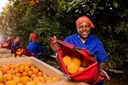 A Citrusdal Orchards harvest worker carrying a haul of oranges.